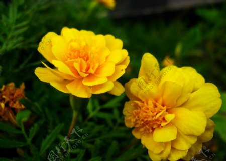 黄色万寿菊图片