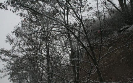 雪中摇摆图片