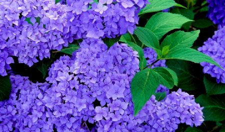 紫色绣球花植物图片