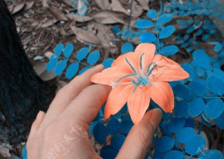手与花朵图片