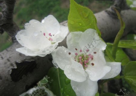梨花带雨图片