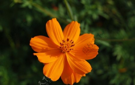橘黄野菊花图片