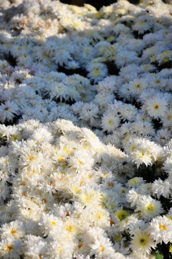 白色菊花海图片