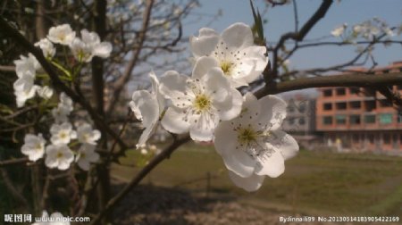 白色梅花开了图片