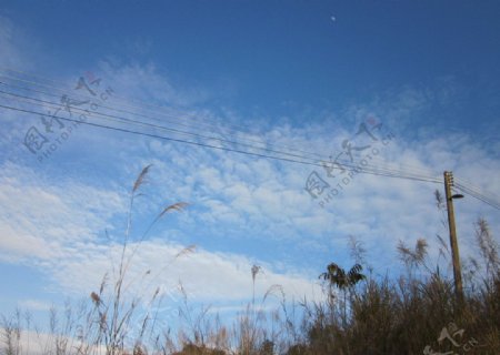 蓝天白云下的芦苇图片