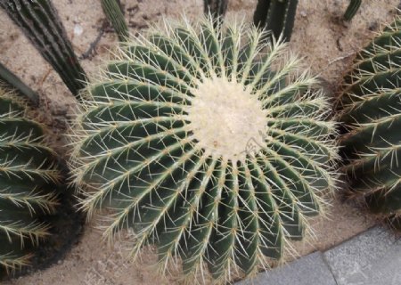 沙漠植物图片