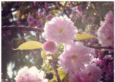 樱花花苞图片