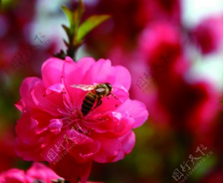 花中的蜜蜂图片