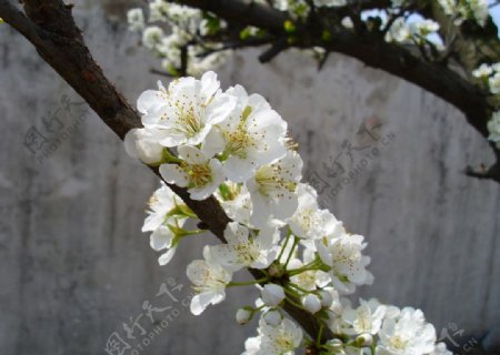 白色花朵图片