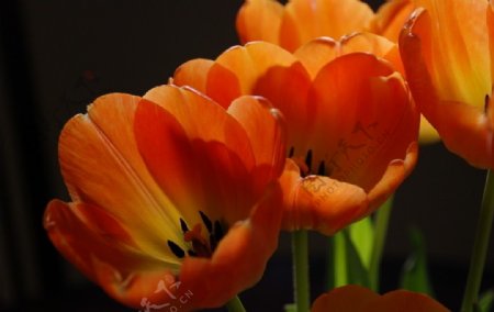 美丽盛开的橘黄色郁金香Tulips图片