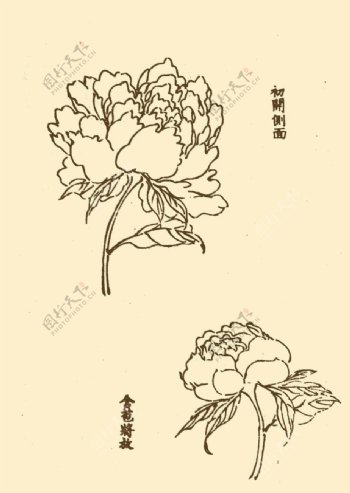 芥子园画谱花卉图片