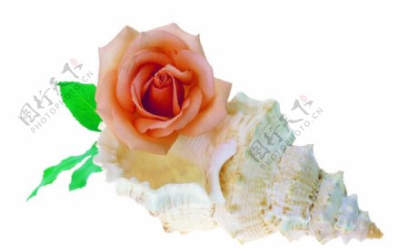 玫瑰花与海螺非高清图片