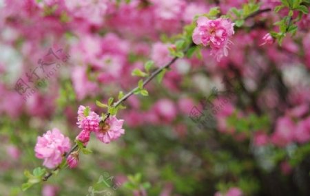 春花绽放图片