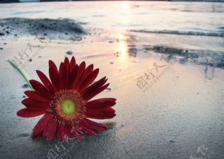 岸边的红菊花图片