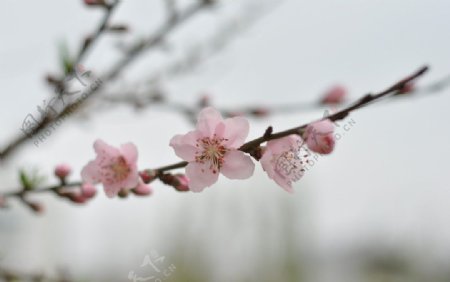 桃花图片