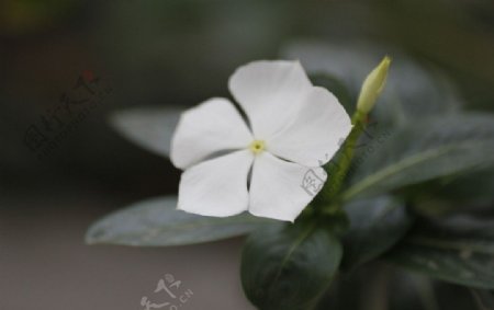 白野花图片
