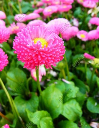 粉色雏菊花图片