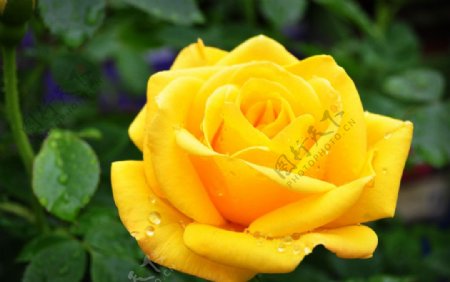 黄色玫瑰图片