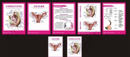 女性生殖解剖图图片
