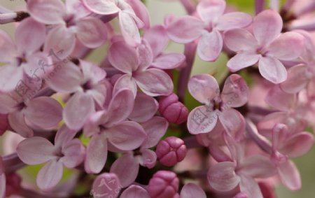 紫丁香花图片