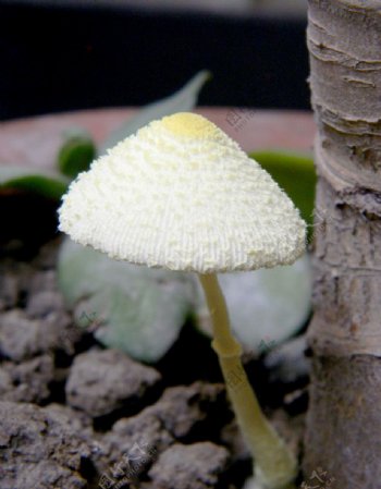 花草蘑菇摄影特写图片
