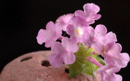 淡紫色小花图片