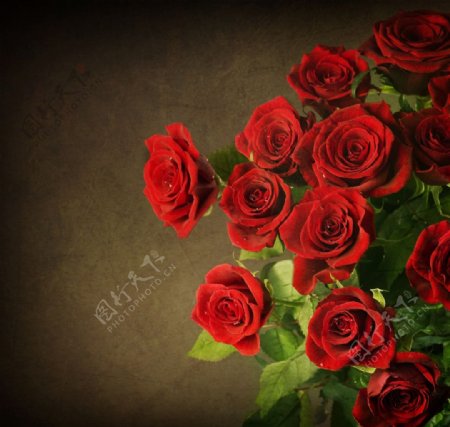 怀旧古典花纹红玫瑰图片