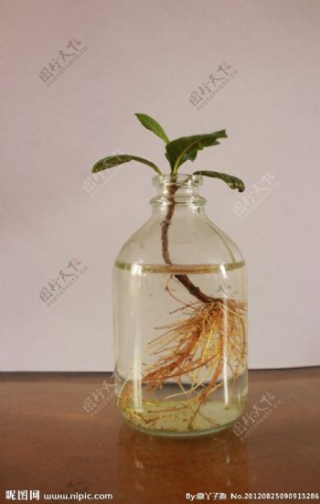 玻璃瓶植物图片