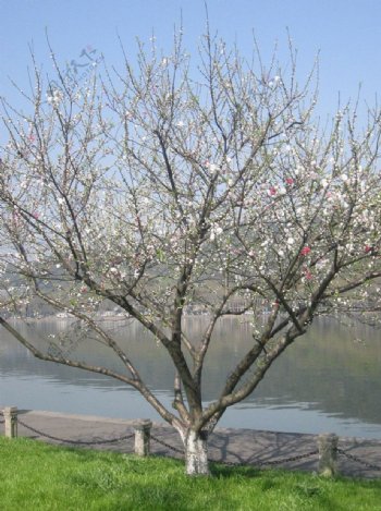 杭州西湖樱花特写图片