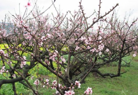 桃花桃花树图片