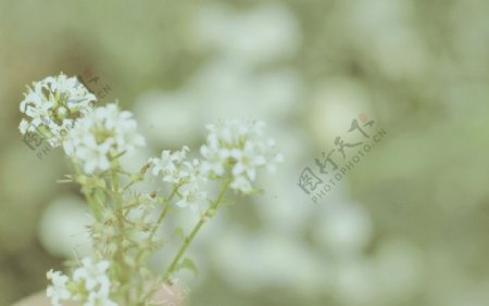 白花朵图片