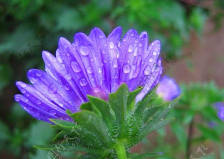 雨后紫菊花图片