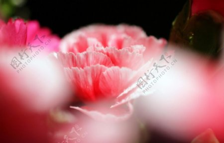 粉红的康乃馨图片