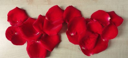 心形玫瑰花瓣图片