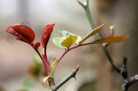 玫瑰芽图片