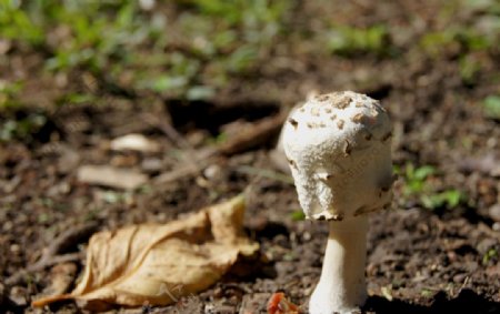 野生植物野生蘑菇蘑菇图片