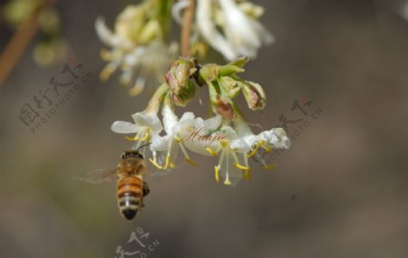 金银花和蜜蜂图片