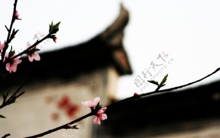江西婺源江岭的桃花图片