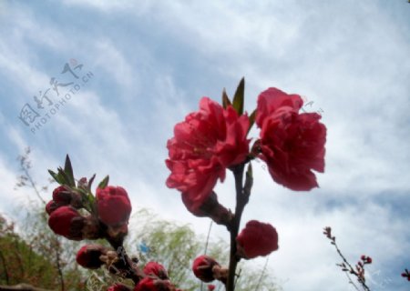 花在枝头非高清图片