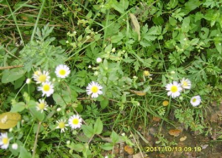 野生白菊花图片