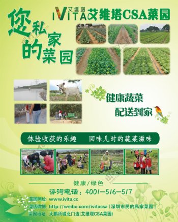 绿色蔬菜海报图片
