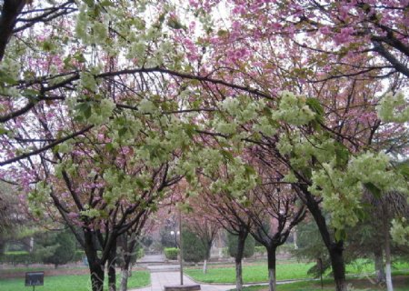 校园樱花图片