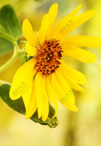 黄色葵花图片