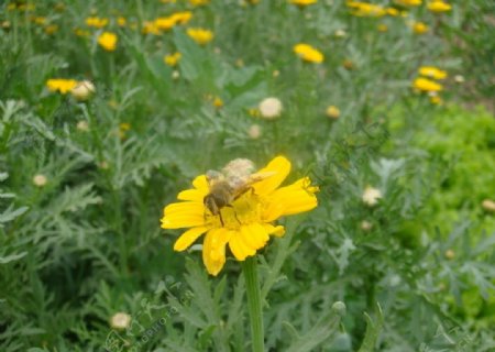 野菊花图片