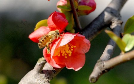 花卉與蜂兒图片