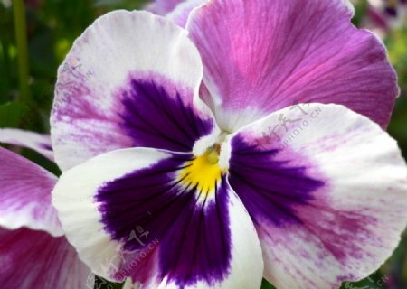 白紫色三色堇图片