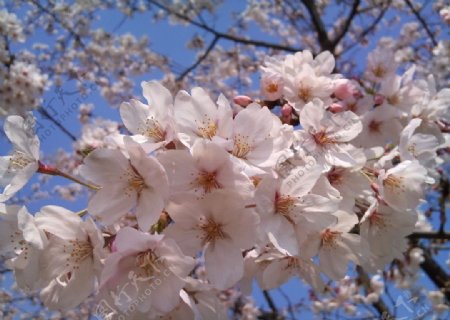春櫻图片