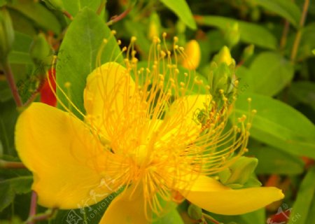 花蕊图片