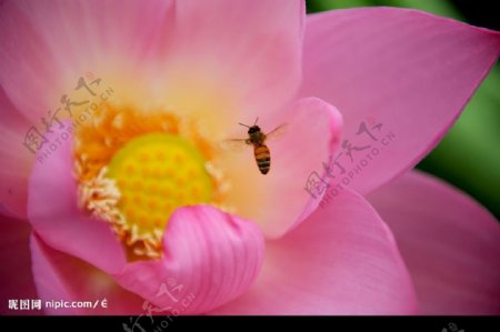 荷花和蜜蜂图片