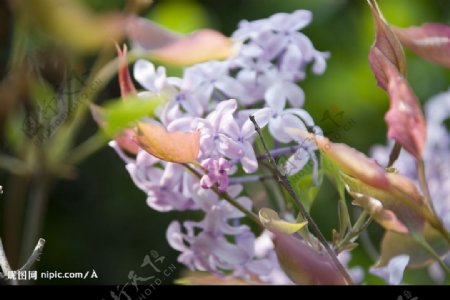 紫丁香花图片